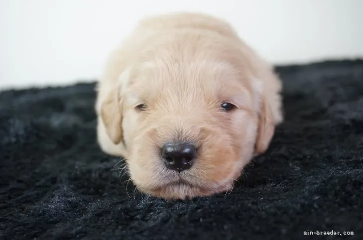 ID:2102-02317の子犬