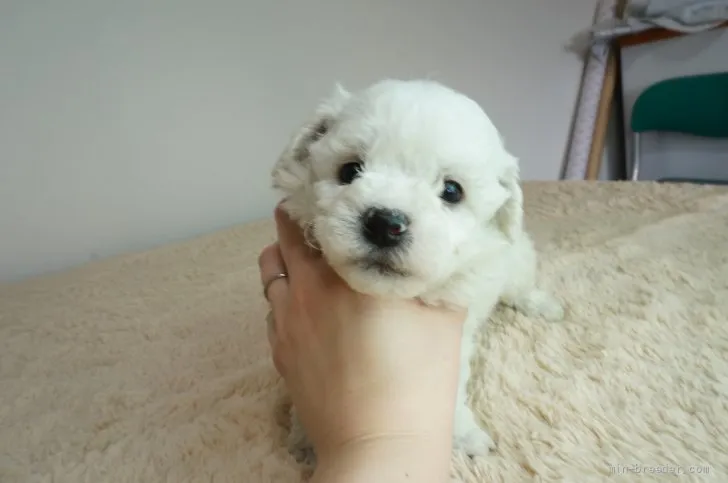 ID：2201-01009の子犬