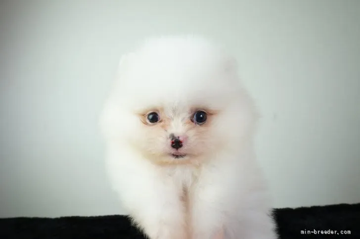 ID：2201-00998の子犬