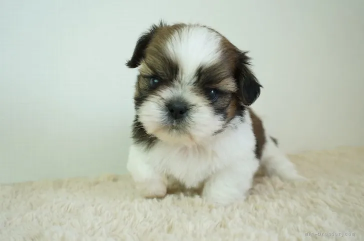 ID：2105-02211の子犬