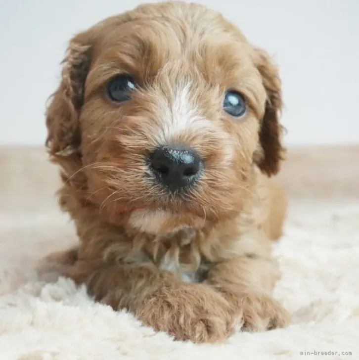 ID：2308-04925の子犬