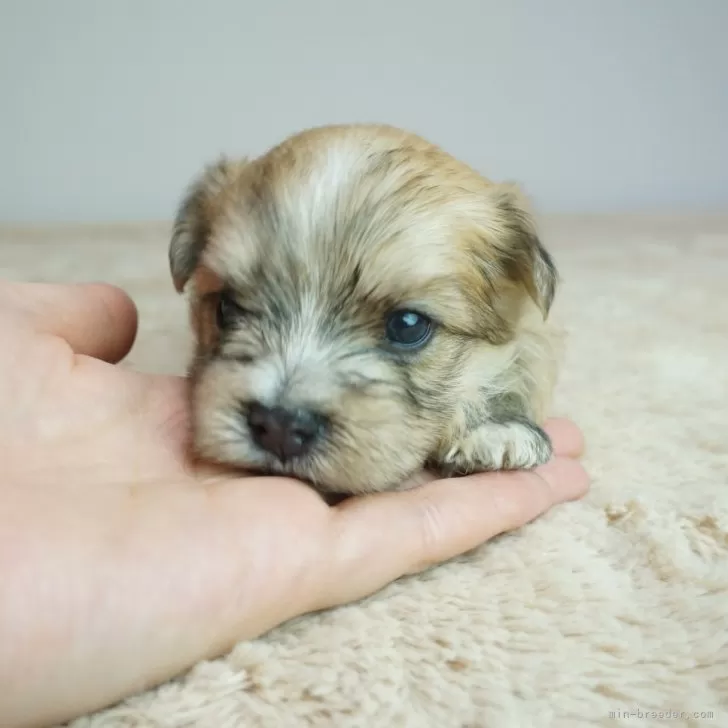 ID:2404-05716の子犬