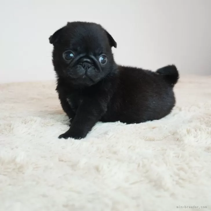 ID:2408-04560の子犬