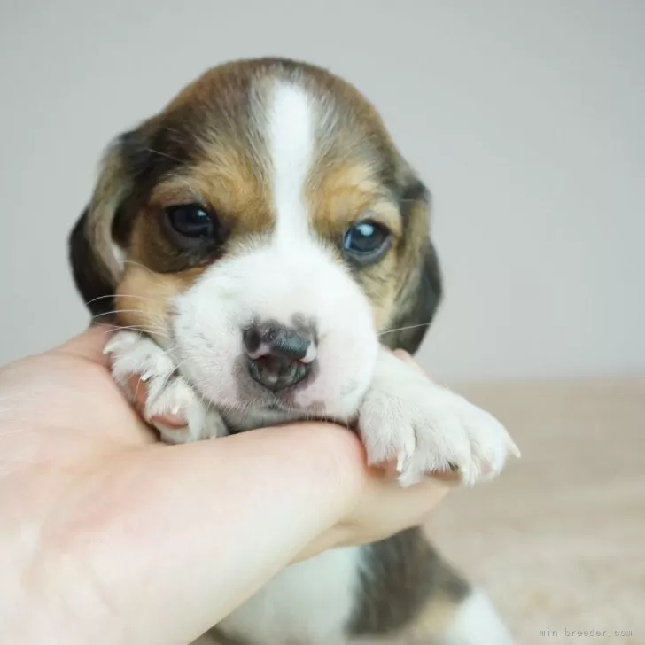 ID:2404-01352の子犬