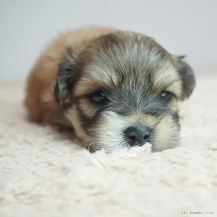 ID：2404-05718の子犬
