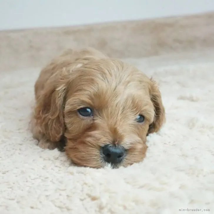 ID：2309-01004の子犬