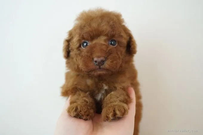 ID：2104-02066の子犬