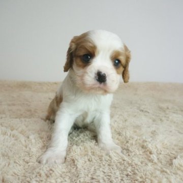 キャバリア【奈良県・男の子・2023年1月12日・ブレンハイム】の写真「とても綺麗な柄の可愛らしい子です！！」