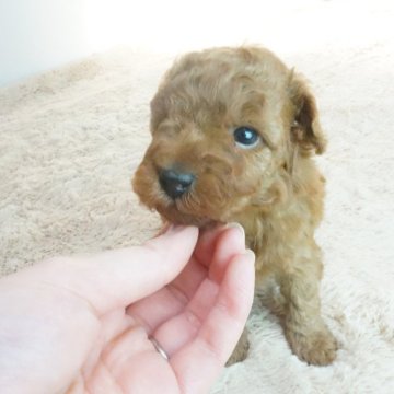 トイプードル(トイ)【奈良県・男の子・2023年11月14日・レッド】の写真「とても可愛らしい子です！！」