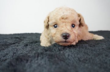 トイプードル(トイ)【奈良県・男の子・2021年8月29日・クリーム】の写真「とても可愛らしい子です！！」