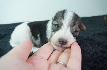 ワイアーフォックステリア【奈良県・男の子・2021年9月2日・ホワイトブラック&タン】の写真「とても綺麗な柄の可愛らしい子です！！」