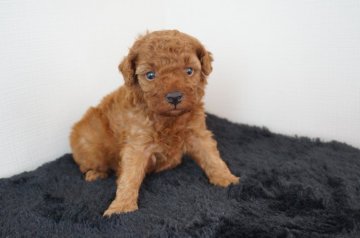 トイプードル(トイ)【奈良県・女の子・2021年7月22日・レッド】の写真「とても可愛らしい子です！！」