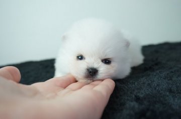 ポメラニアン【奈良県・女の子・2021年5月13日・ホワイト】の写真「モフモフ！コロコロです！」