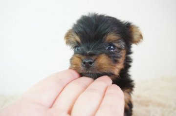 ヨークシャーテリア【奈良県・男の子・2021年9月19日・スチールブルー&タン】の写真「とても可愛らしい子です！！」