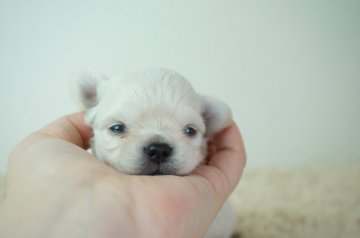 チワワ(ロング)【奈良県・男の子・2021年5月23日・クリーム】の写真「とても可愛らしい子です！！」