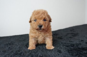 トイプードル(トイ)【奈良県・女の子・2021年7月11日・クリーム】の写真「とても可愛らしい子です！！」