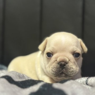 フレンチブルドッグ【香川県・男の子・2025年10月27日・クリーム】の写真「ムチムチに成長中٩(๑❛ᴗ❛๑)۶」