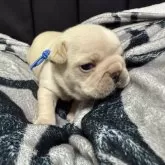 フレンチブルドッグ