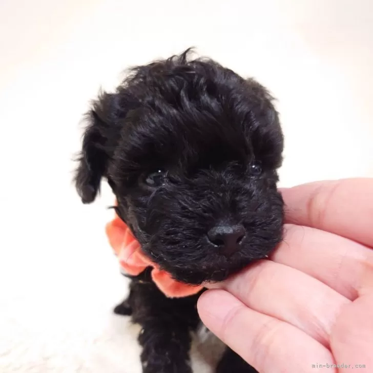 ID:2401-02456の子犬