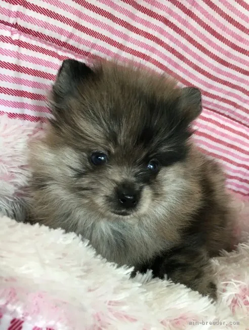 T.T 様のお迎えした子犬