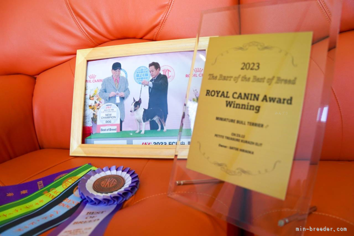 平岡　智枝(ひらおか　さとえ)ブリーダー(三重県・ミニチュアブルテリアなど・JKC登録)の紹介写真5