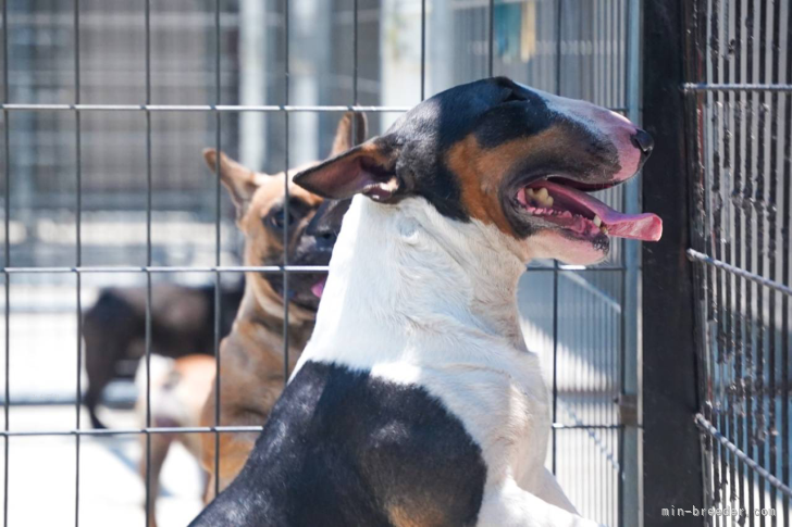 平岡　智枝(ひらおか　さとえ)ブリーダー(三重県・ミニチュアブルテリアなど・JKC登録)の紹介写真9