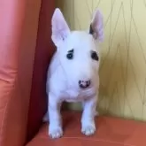 ミニチュアブルテリア【三重県・男の子・2024年10月15日・ホワイト&ブリンドル】の写真3