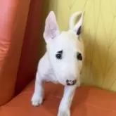 ミニチュアブルテリア【三重県・男の子・2024年10月15日・ホワイト&ブリンドル】の写真4