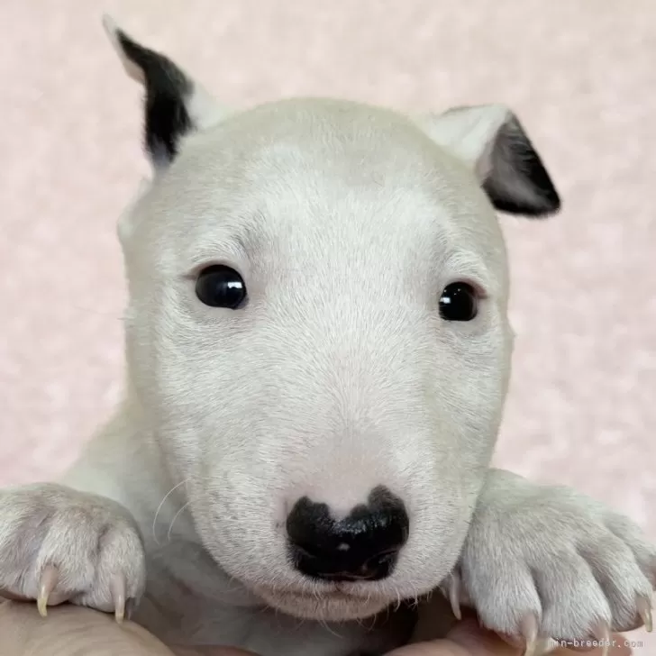 ID：2501-05223の子犬