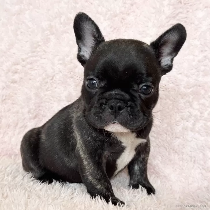 ID：2504-04584の子犬