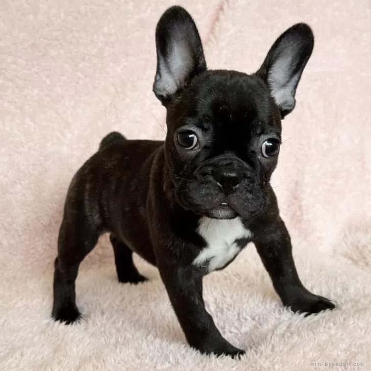 ID:2508-03575の子犬
