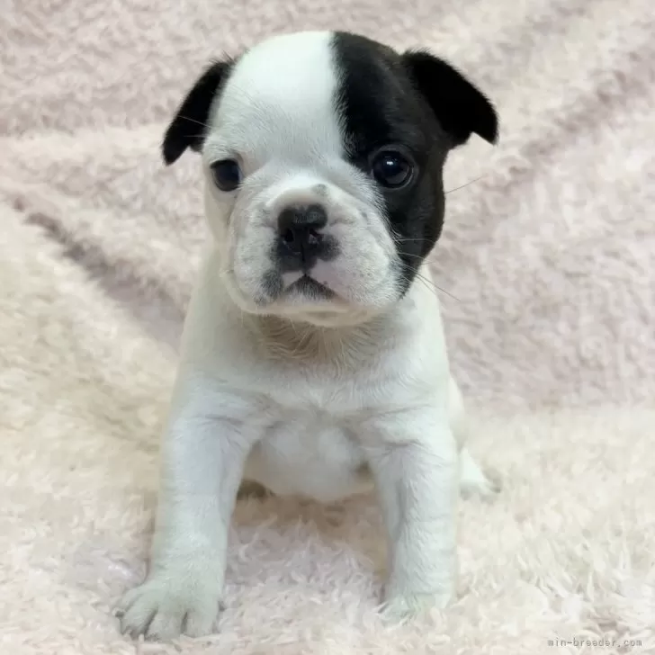 ID:2508-03572の子犬