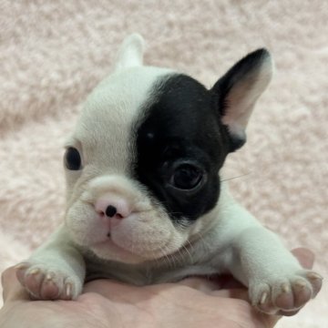 フレンチブルドッグ【三重県・女の子・2025年8月20日・パイド】の写真「かわいい女の子です🩷」