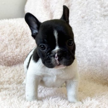 フレンチブルドッグ【三重県・女の子・2025年7月4日・パイド】の写真「かわいい女の子です🩷」