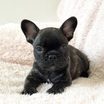 フレンチブルドッグ【三重県・男の子・2025年3月11日・ブリンドル】の写真「かわいい男の子💙」