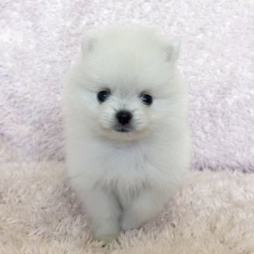 ポメラニアン【三重県・男の子・2025年8月20日・クリーム】の写真「しろくまくん🩵」