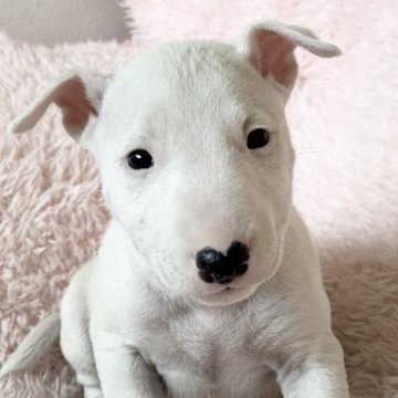 ミニチュアブルテリア【三重県・男の子・2024年12月15日・ホワイト】の写真「真っ白の男の子💙」