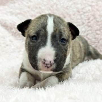 ミニチュアブルテリア【三重県・男の子・2025年11月8日・ブリンドル&ホワイト】の写真「タイガーブリンドル💜」