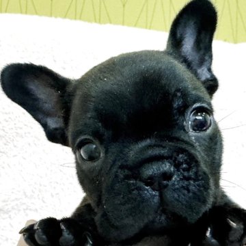 フレンチブルドッグ【三重県・男の子・2025年10月27日・ブリンドル】の写真「かわいい男の子です🩵」