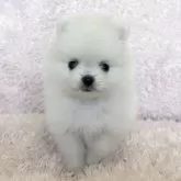 ポメラニアン