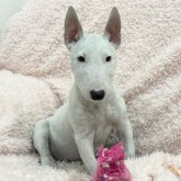 ミニチュアブルテリア