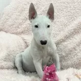 ミニチュアブルテリア