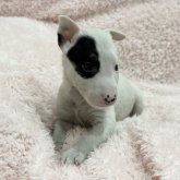 ミニチュアブルテリア