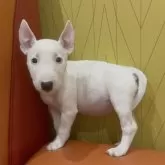 ミニチュアブルテリア