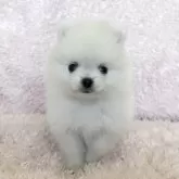 ポメラニアン