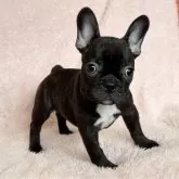 フレンチブルドッグ
