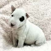 ミニチュアブルテリア