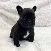 フレンチブルドッグ【三重県・女の子・2025年7月4日・ブリンドル】の写真6