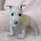 ミニチュアブルテリア【三重県・男の子・2024年10月15日・ホワイト&ブリンドル】の写真9