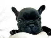 フレンチブルドッグ【三重県・男の子・2025年10月27日・ブリンドル】の写真8